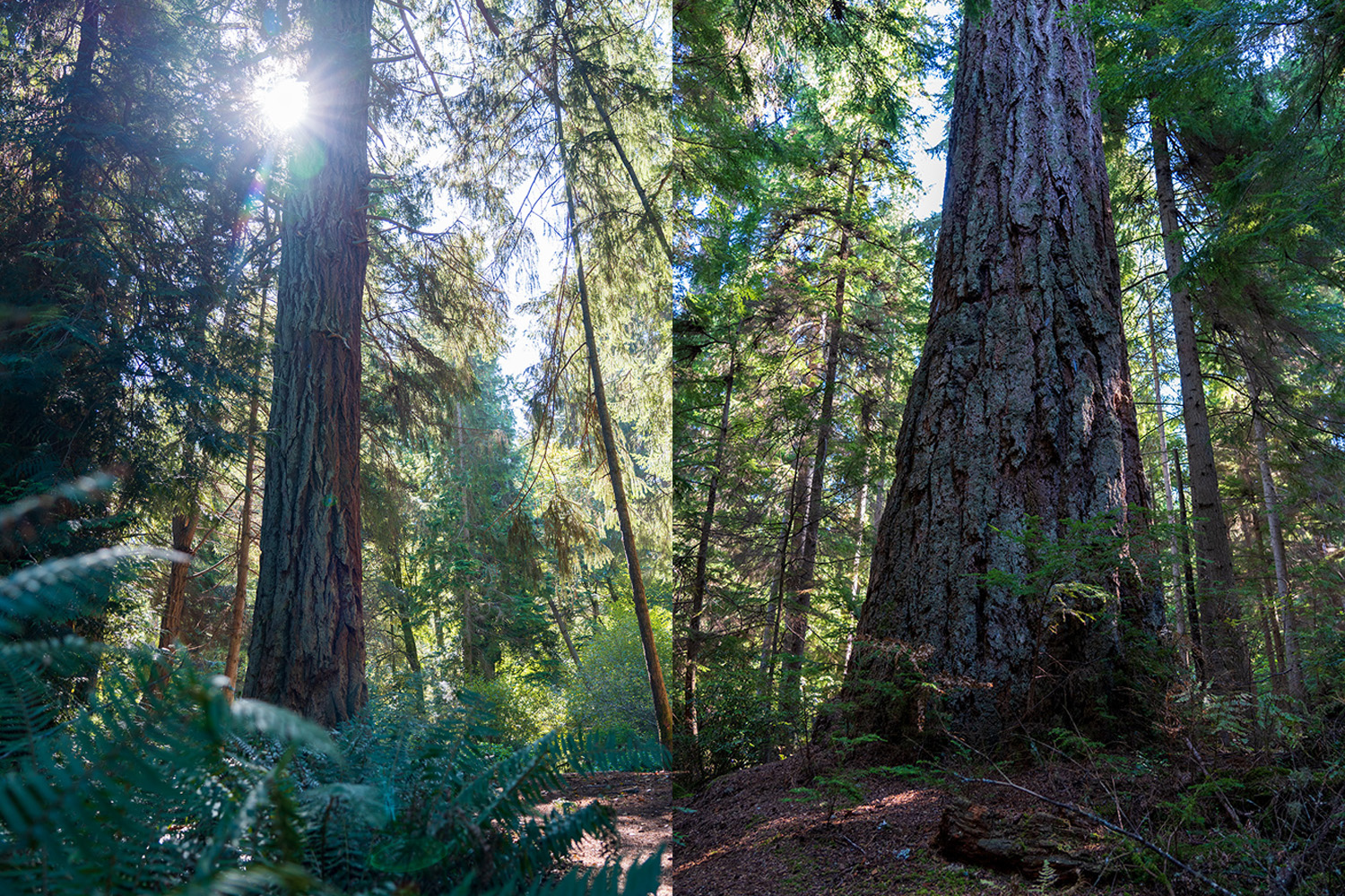 Point Defiance Loop Hike: Easy 5-Mile Trail with Puget Sound Views and Old-Growth Forests