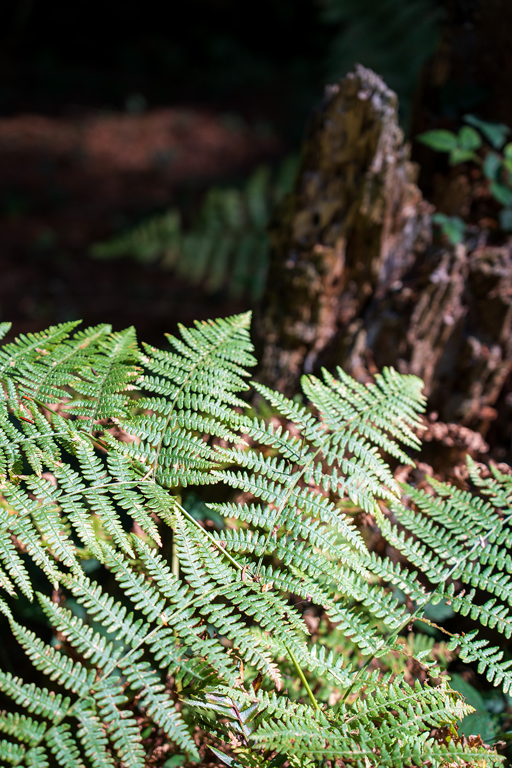 Point Defiance Loop