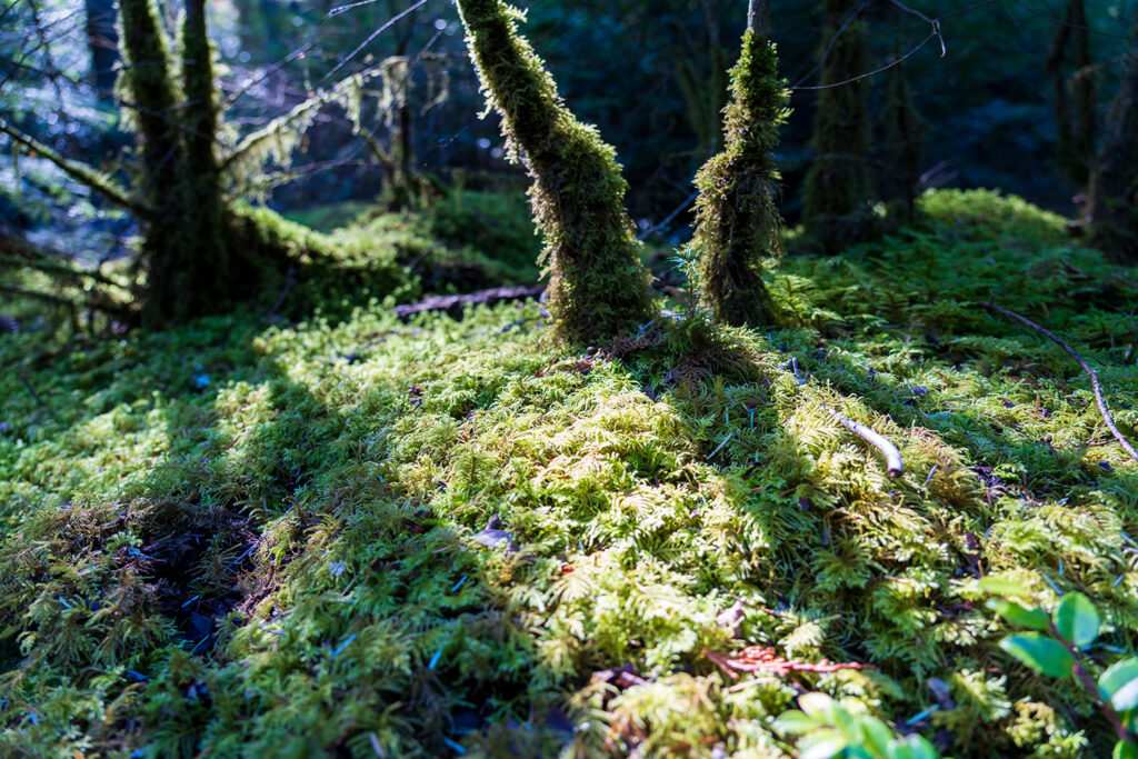 Point Defiance Loop