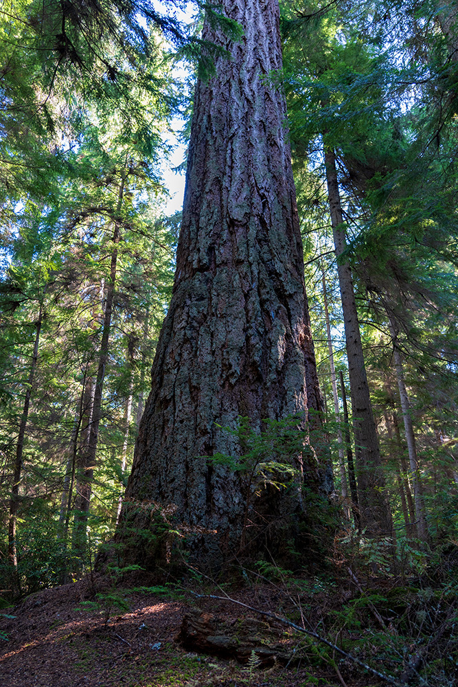 Point Defiance Loop