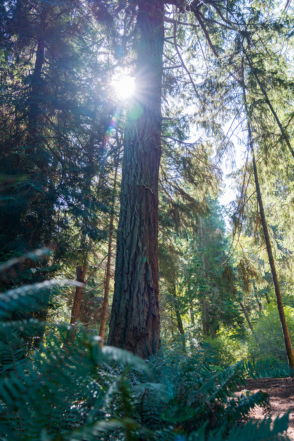 Point Defiance Loop
