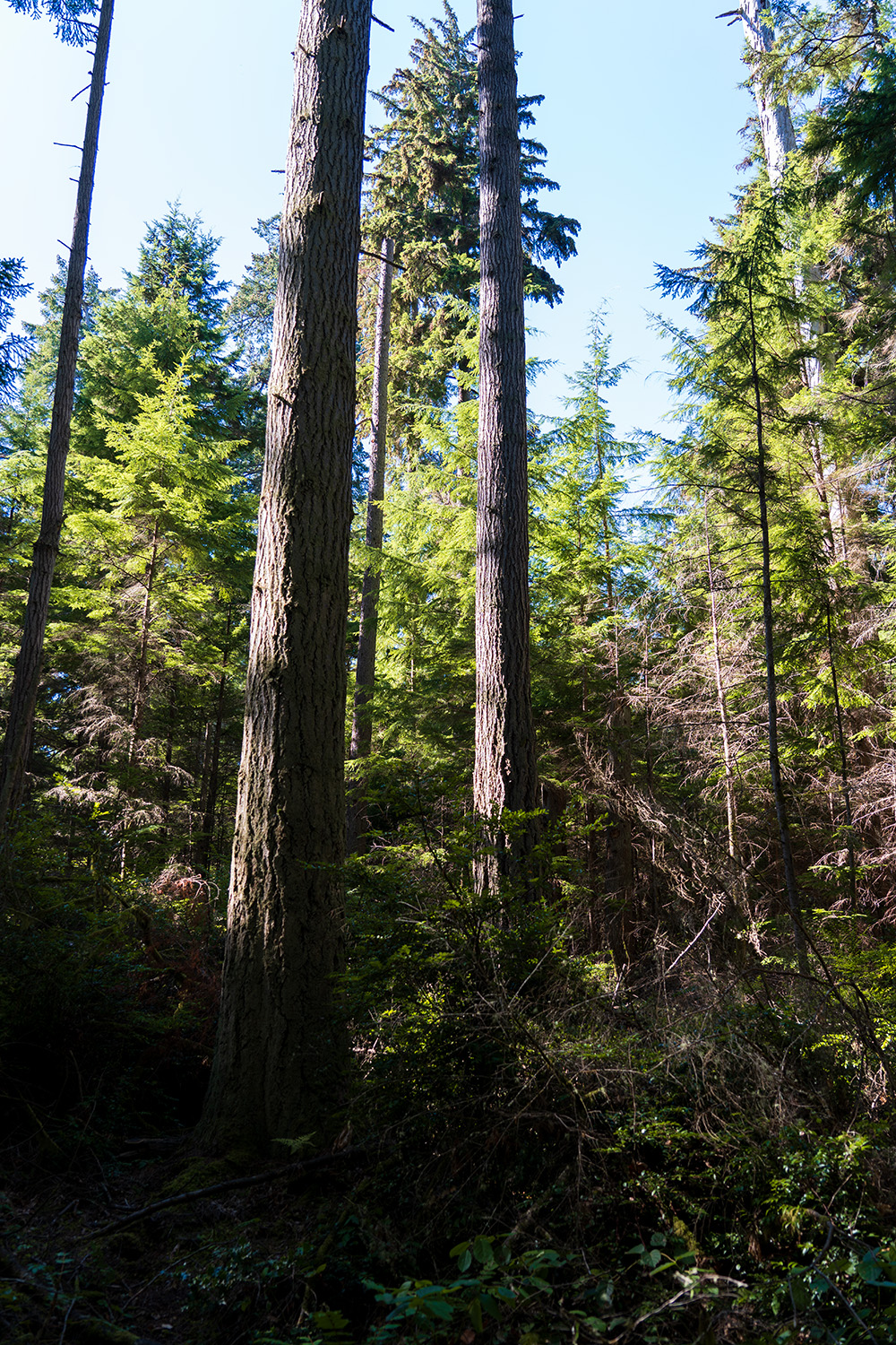 Point Defiance Loop