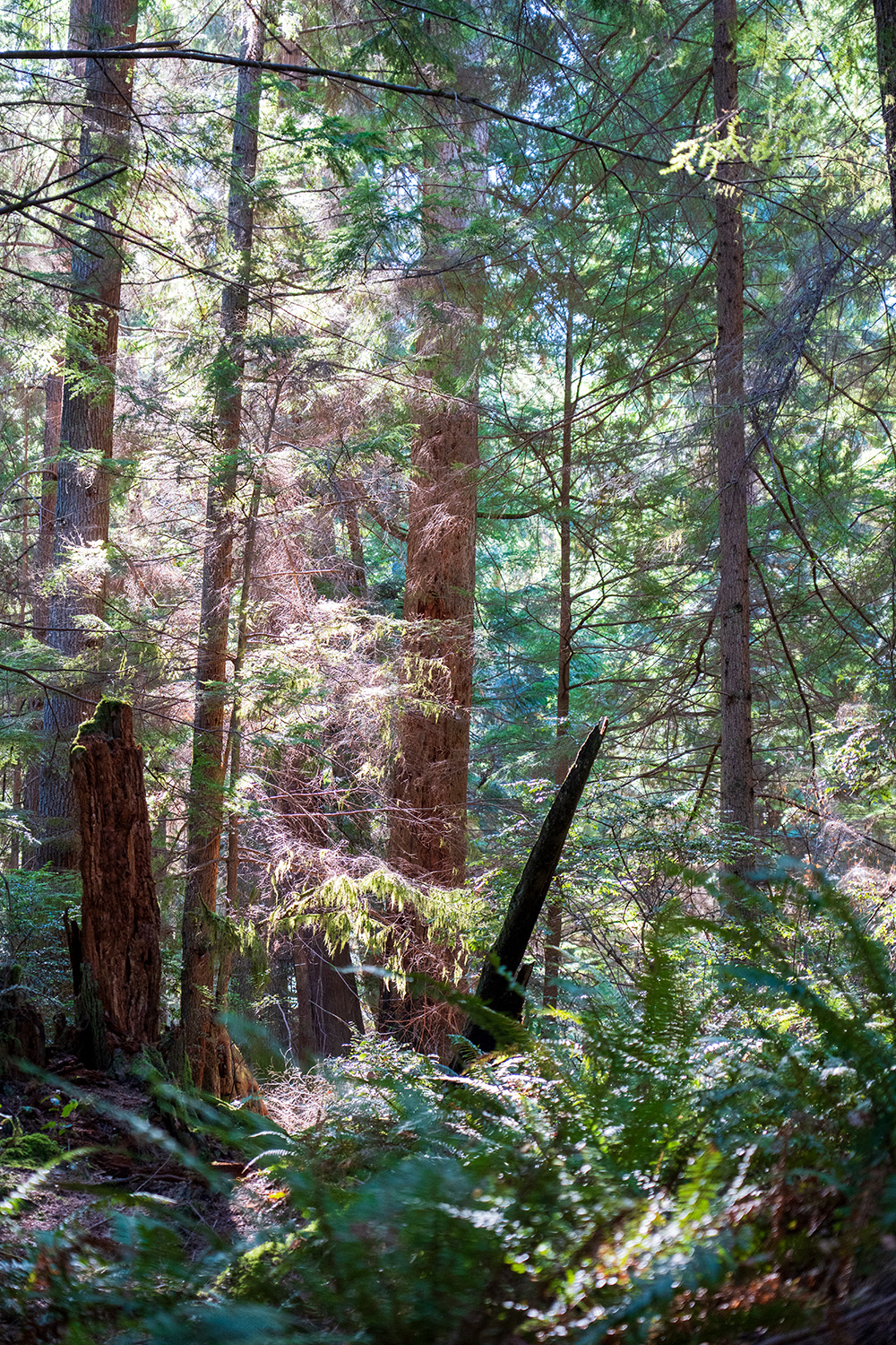 Point Defiance Loop