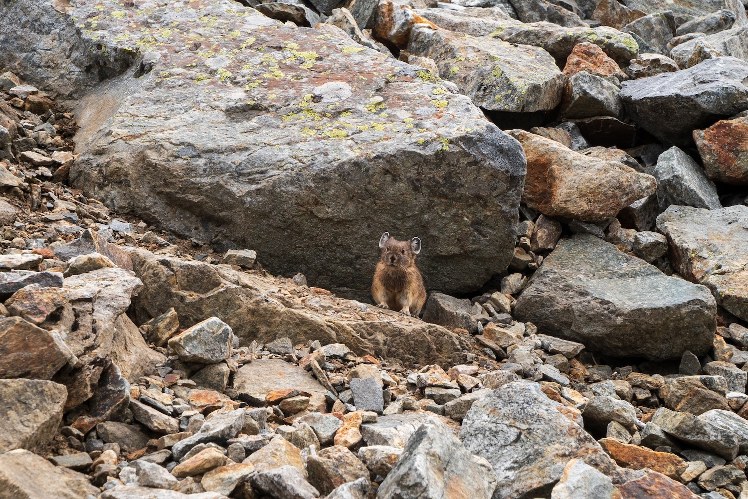 pika north cascades national park cascade pass wildlife