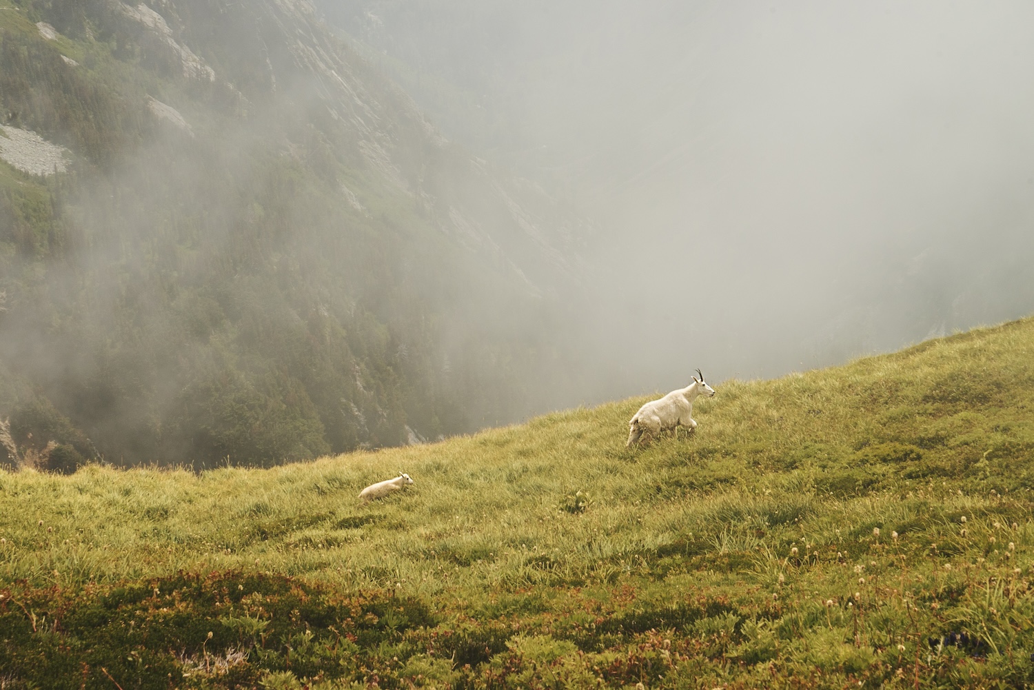 sahale arm cascade pass mountain goats