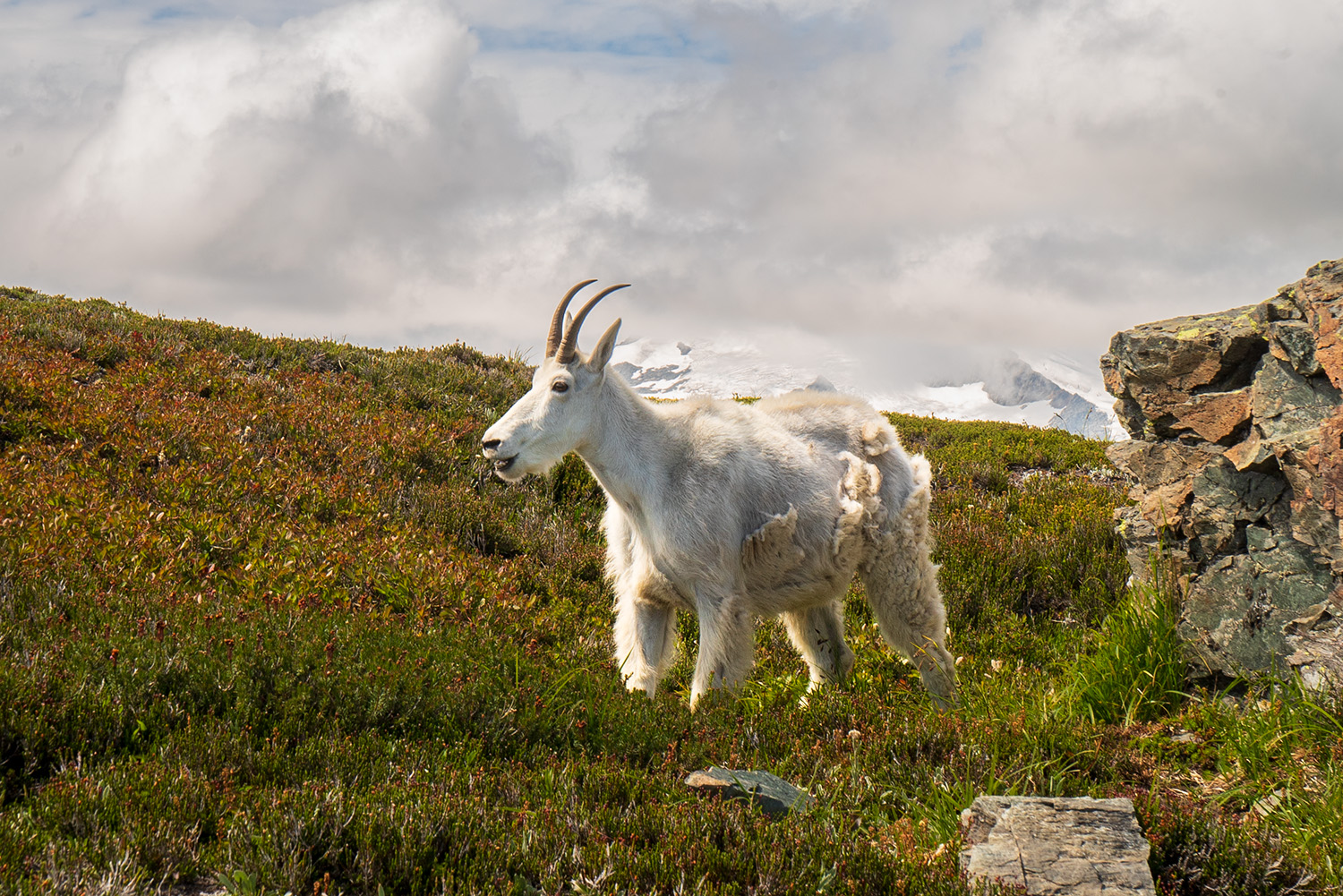 mountain goat north cascades national park