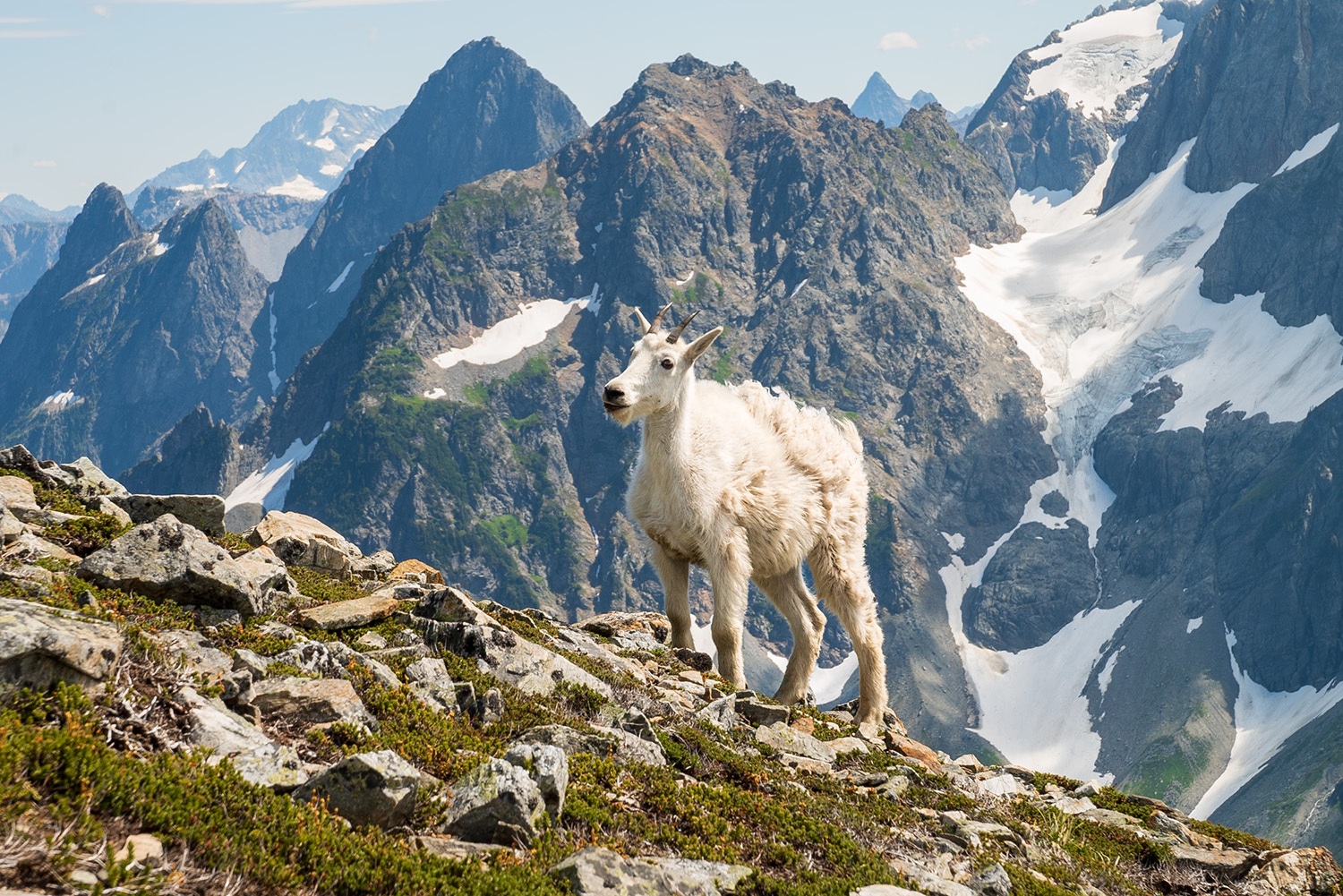 mountain goat north cascades national park