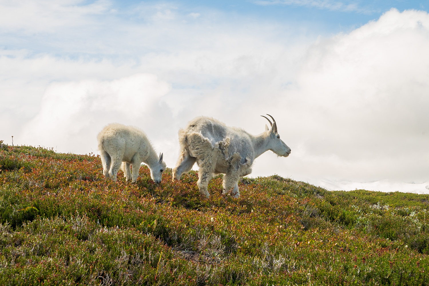 mountain goats feeding on sahale arm cascade pass 