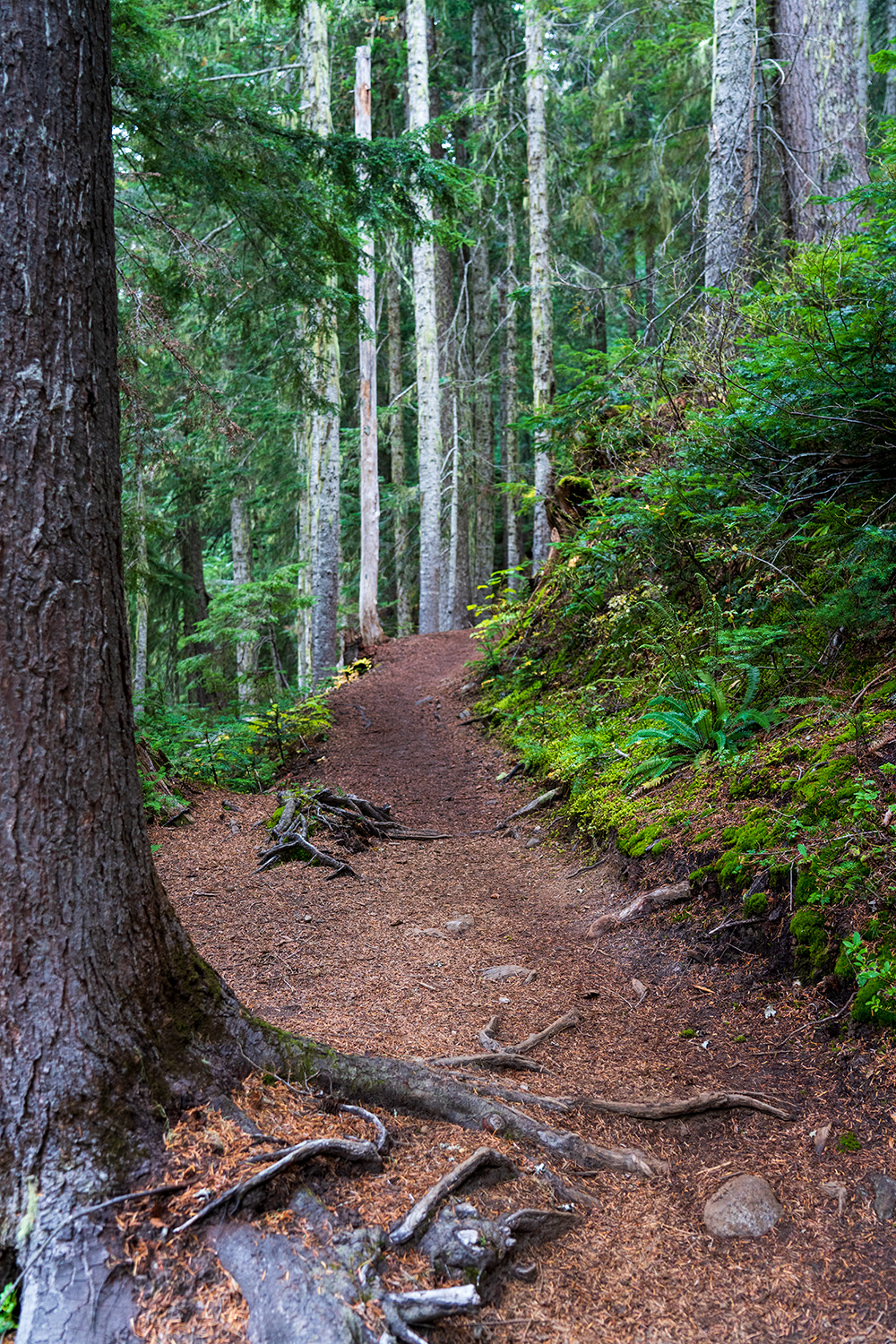 trail on cascade pass