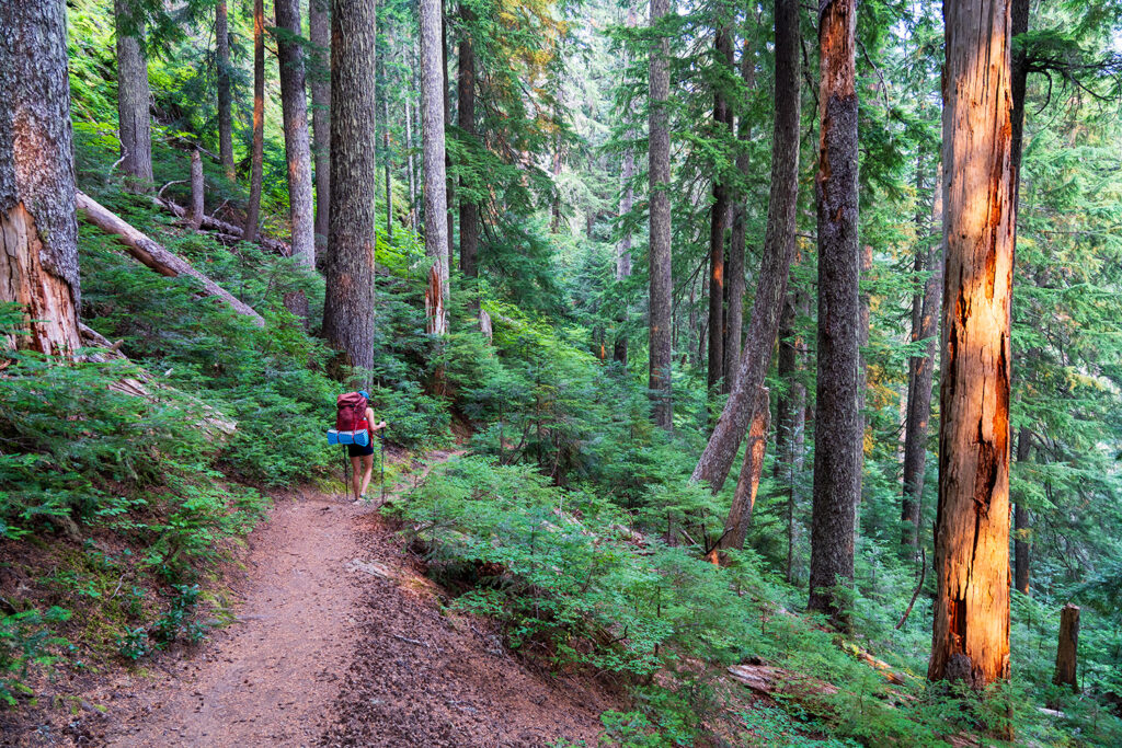 old growth forest berth may granite lakes