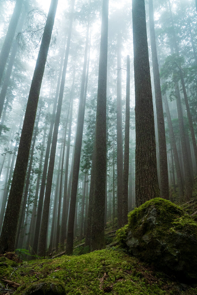 tall trees along lake constance trail