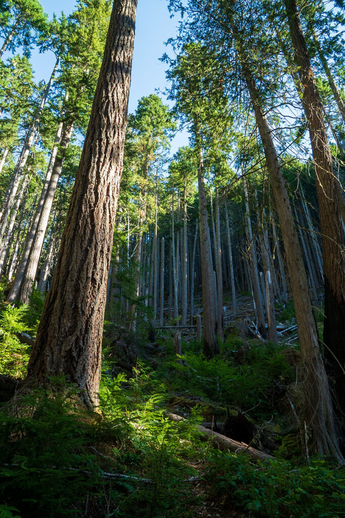 big trees and steep section up to lake constance