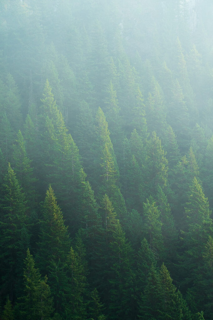 smoke lingering in trees along the lake constance trail