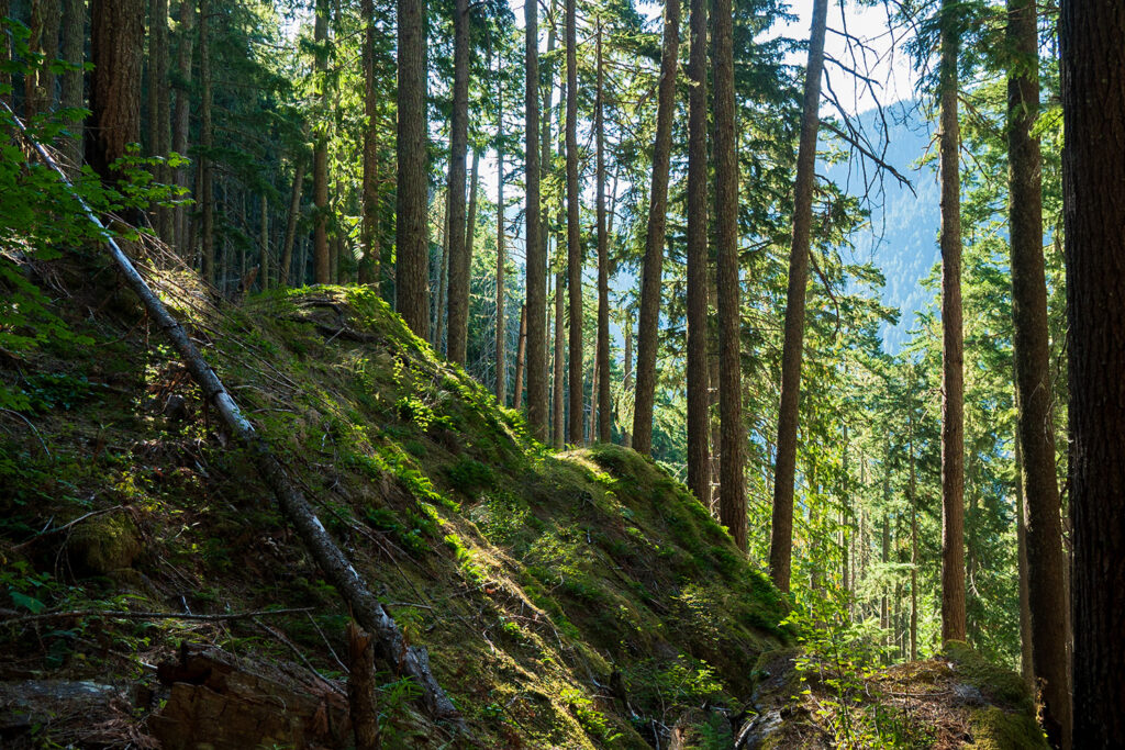 moss covered trail heading up to lake constance