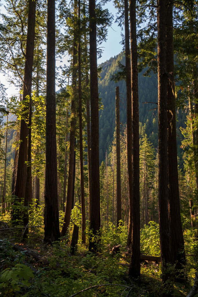 Dosewallips trail, lake constance