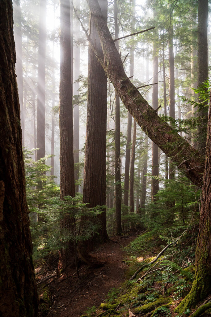 tall douglas firs along lake constance trail