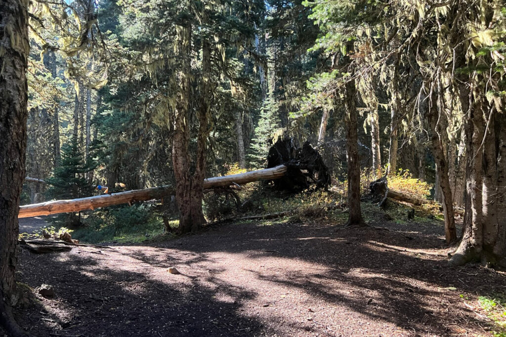 camp windy camping location on mount townsend olympic