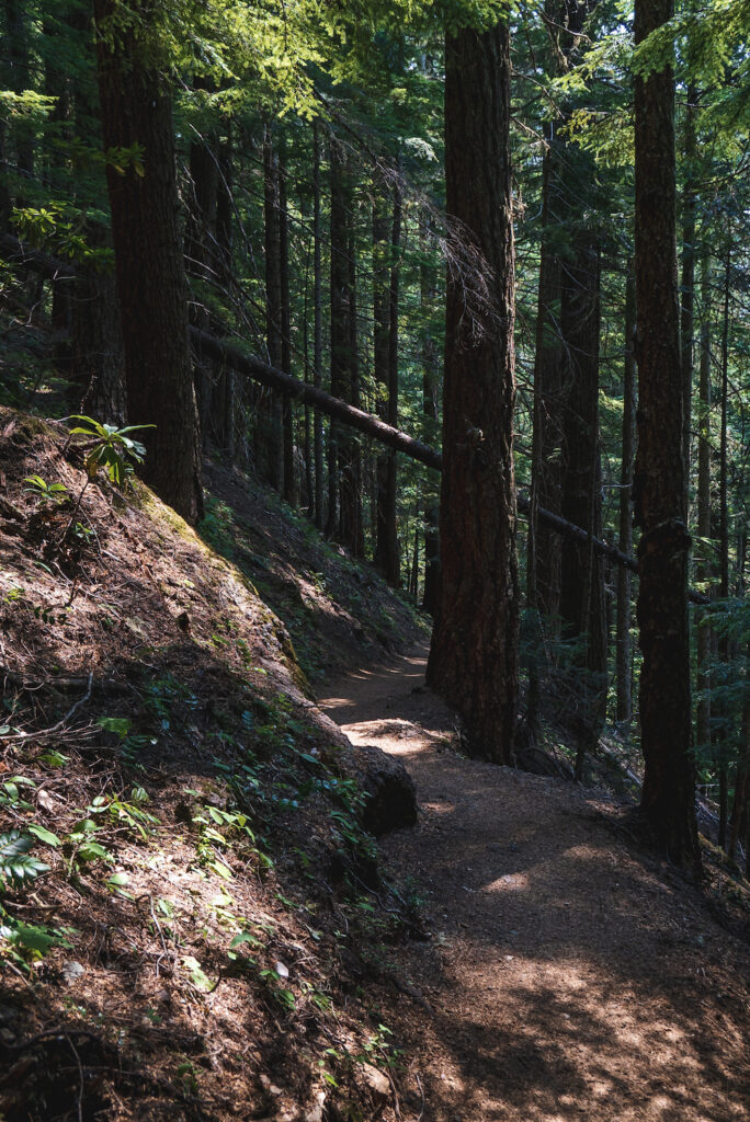 mount townsend trail olympic national forest