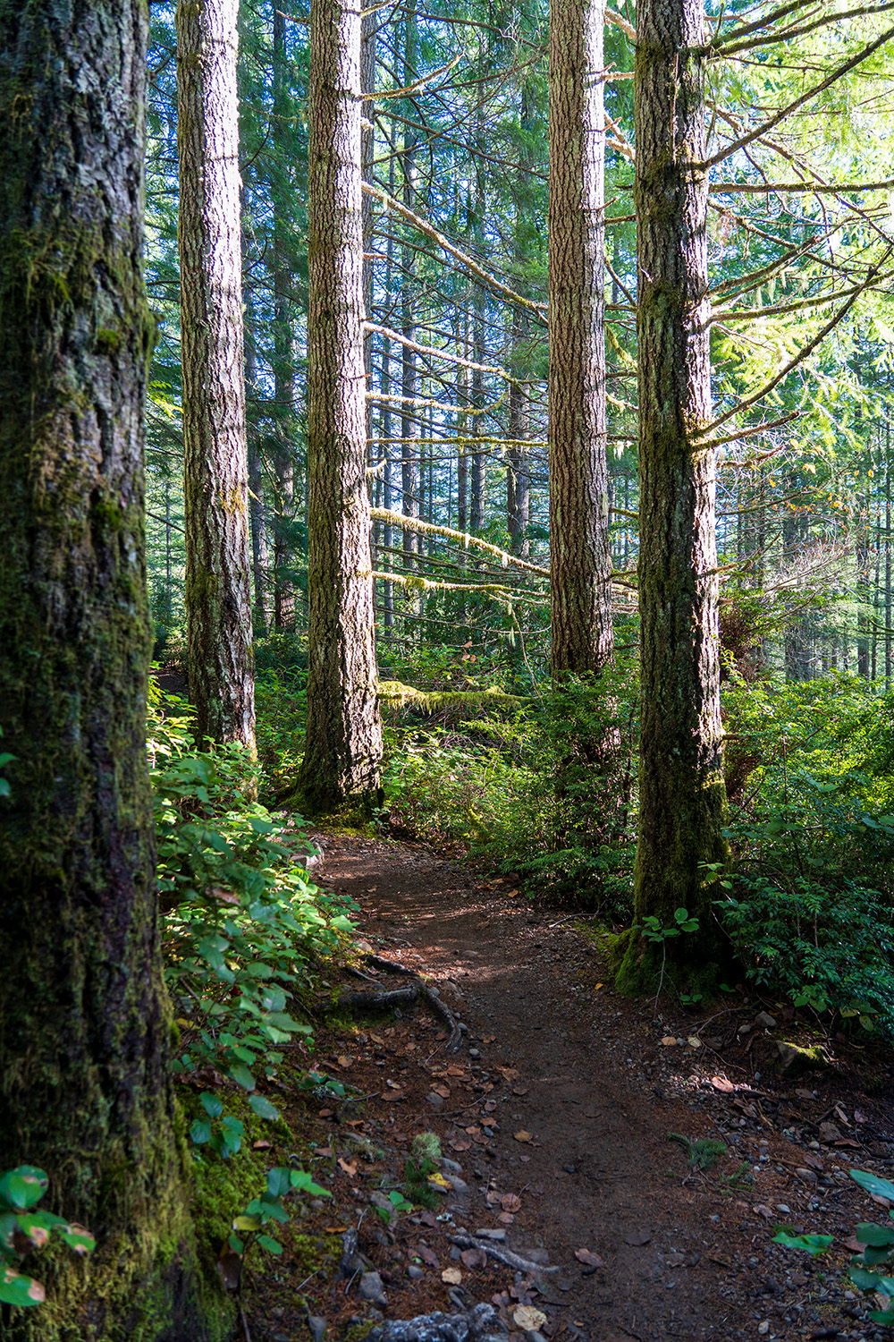 Green Mountain via Gold Creek Trail