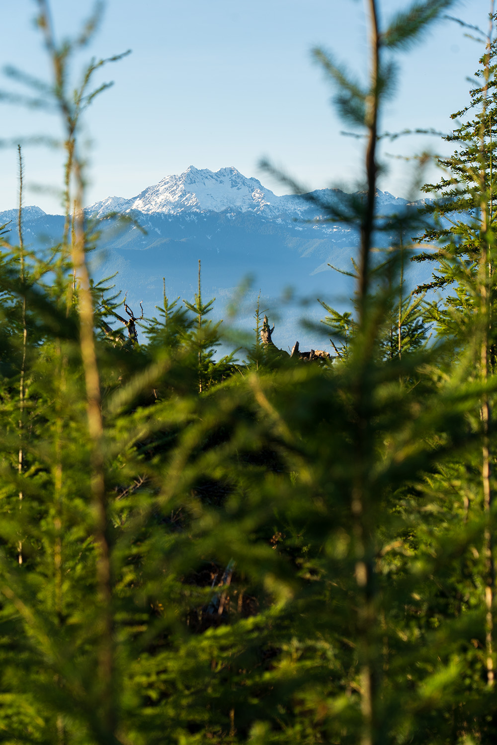 Green Mountain via Gold Creek Trail