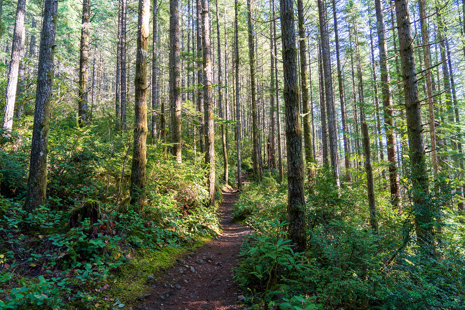Green Mountain via Gold Creek Trail
