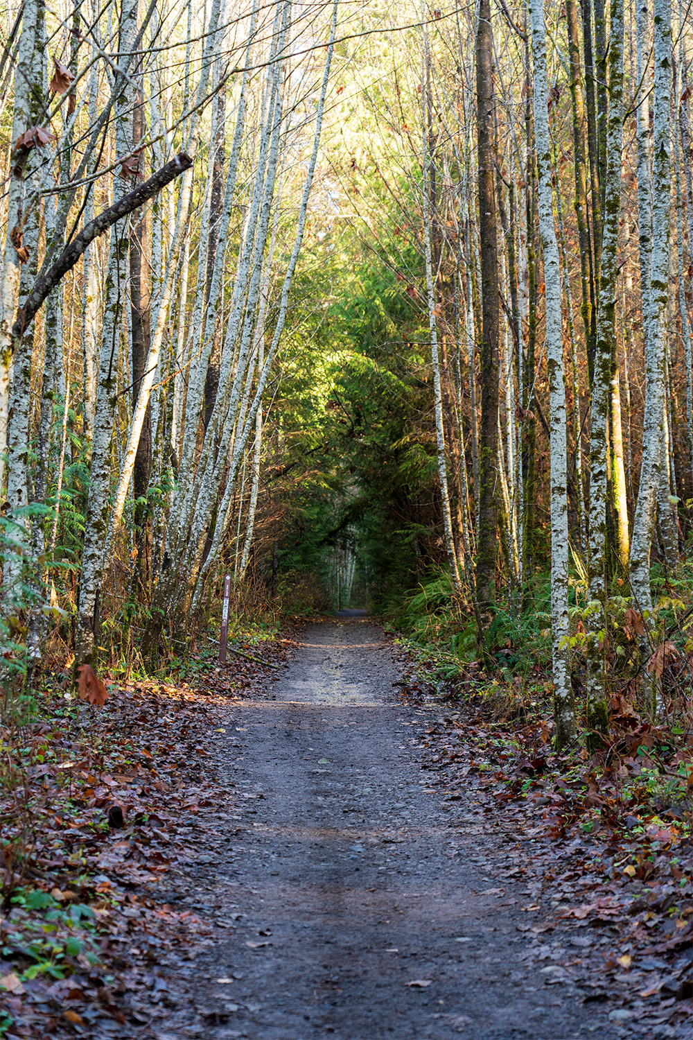 Green Mountain via Gold Creek Trail