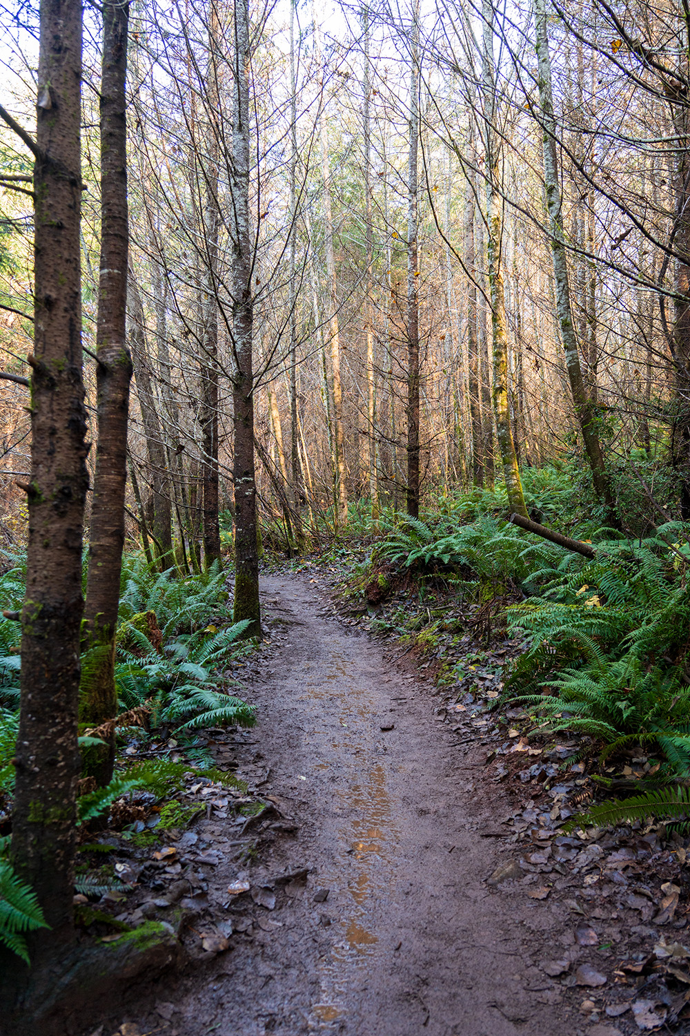 Green Mountain via Gold Creek Trail