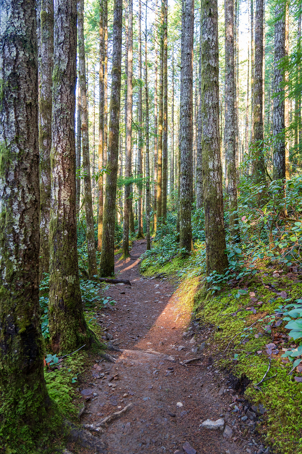Green Mountain via Gold Creek Trail