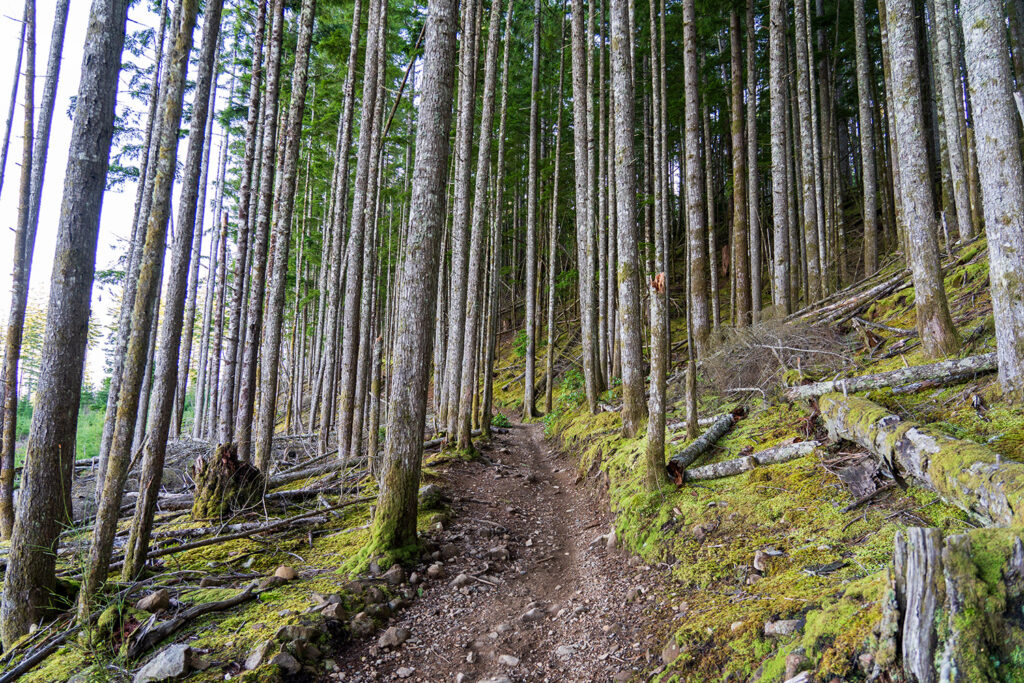 Green Mountain via Gold Creek Trail