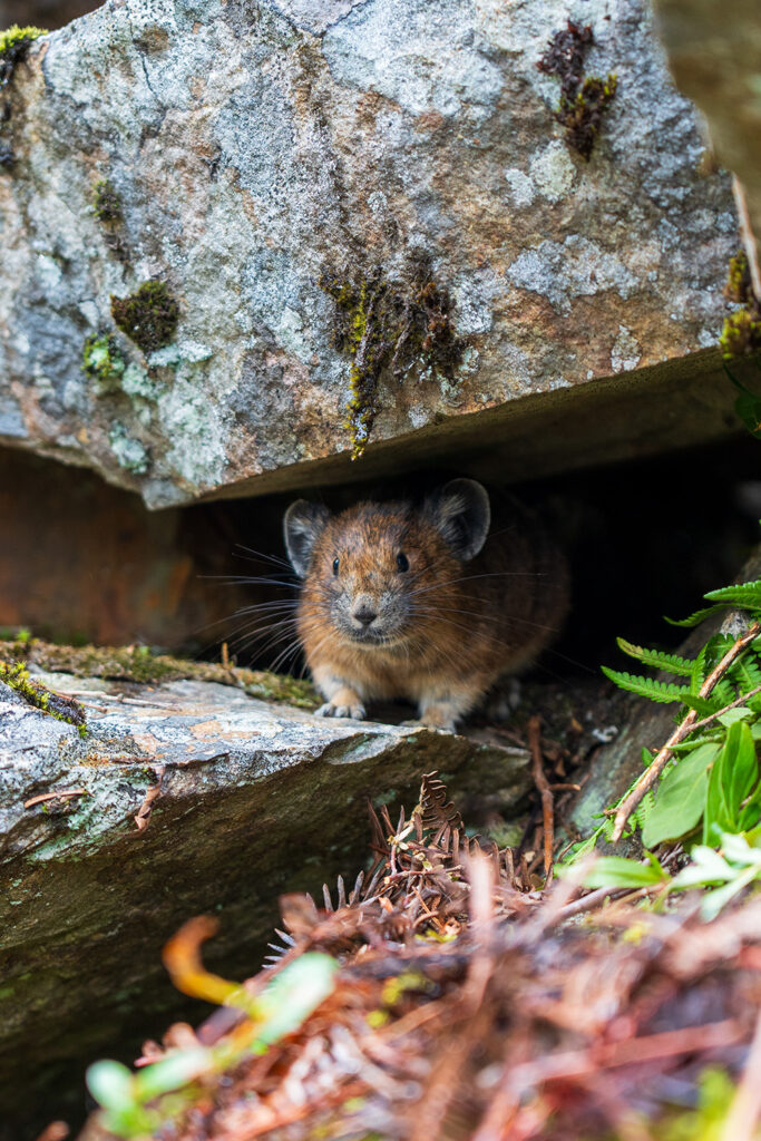pika in north cascades vesper peak wildlife