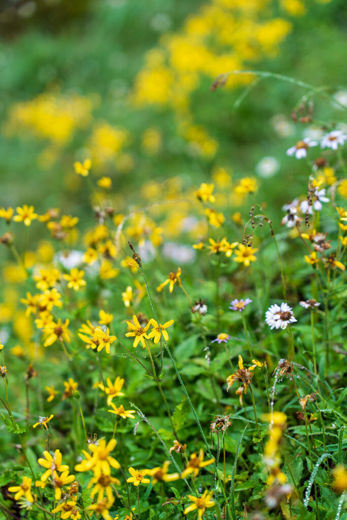 abundant wildflowers in north cascades vesper peak