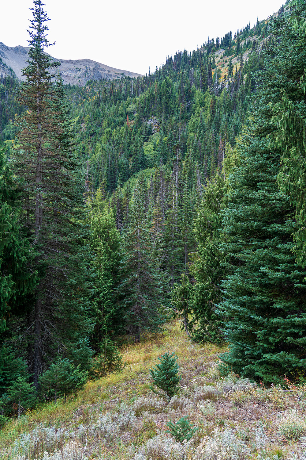 Badger Valley to Grand Pass Loop