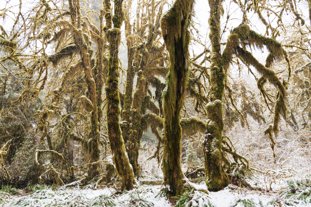 Hall of Mosses