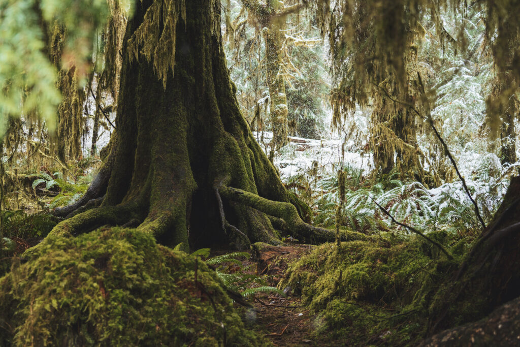 Hall of Mosses