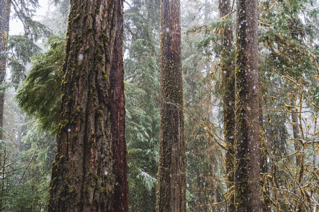 Hall of Mosses