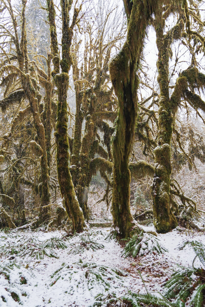 Hall of Mosses