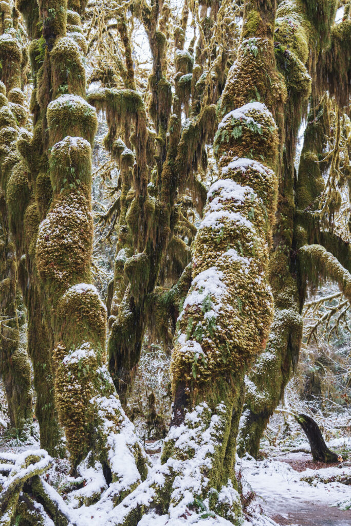 Hall of Mosses