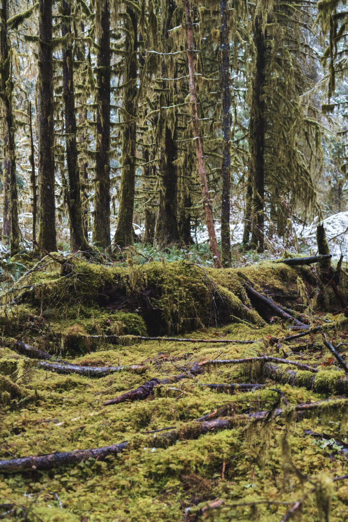 Hall of Mosses
