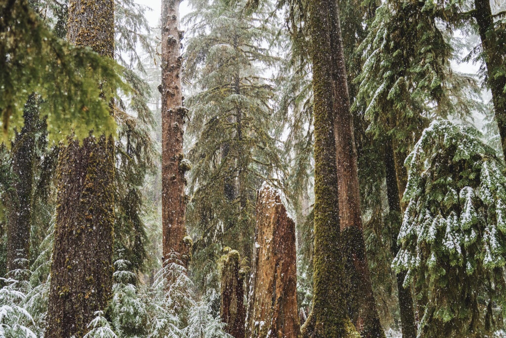 Hall of Mosses