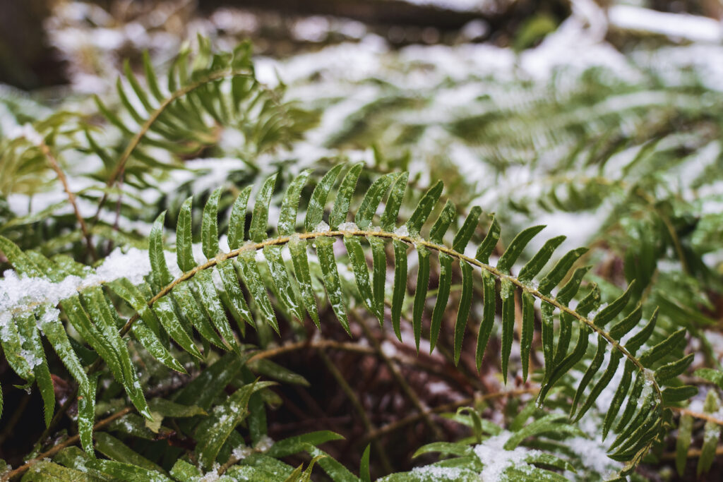 Hall of Mosses