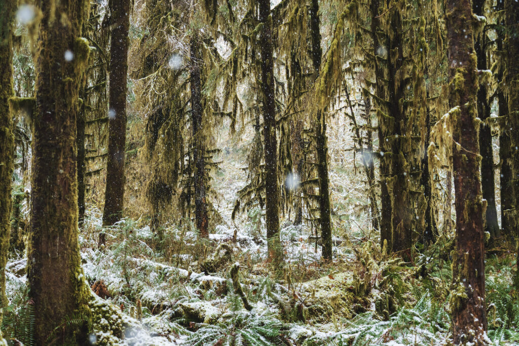 Hall of Mosses