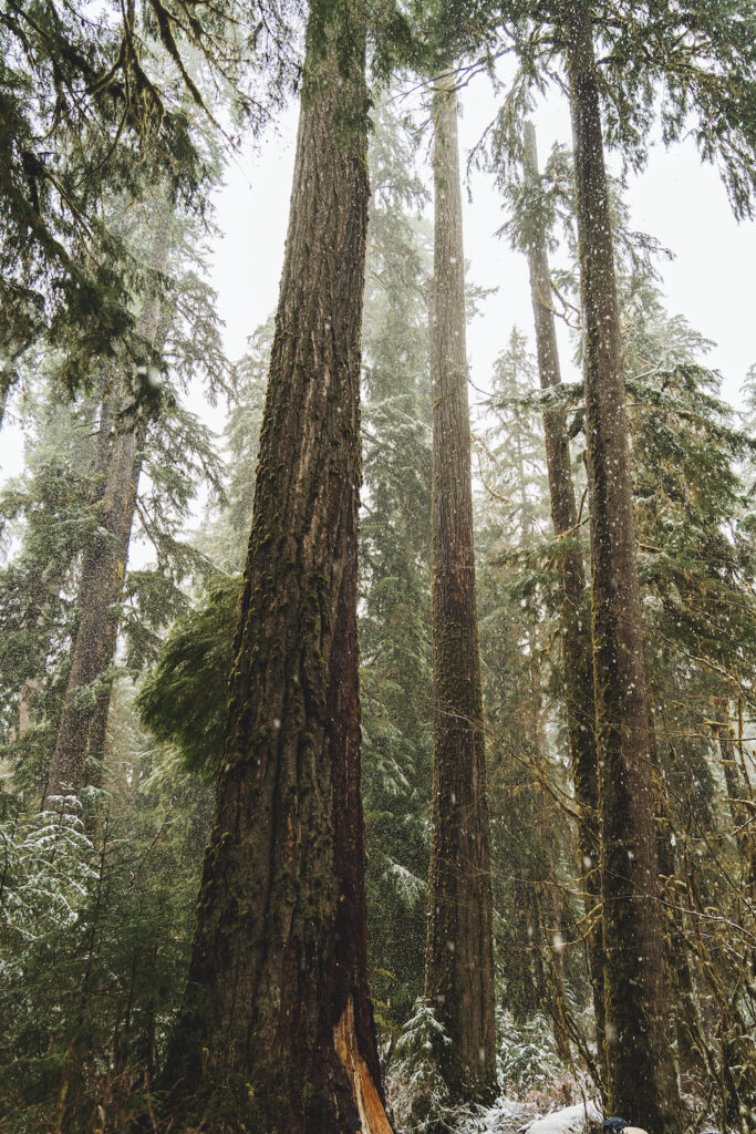 Hall of Mosses