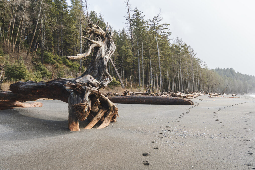Rialto Beach