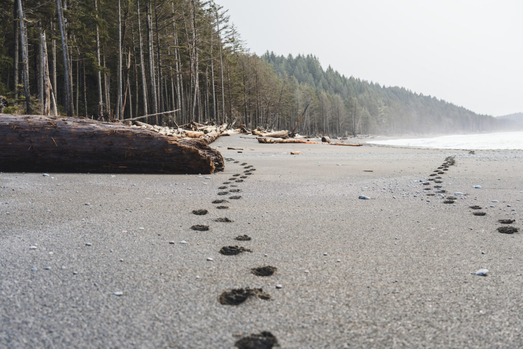 Rialto Beach