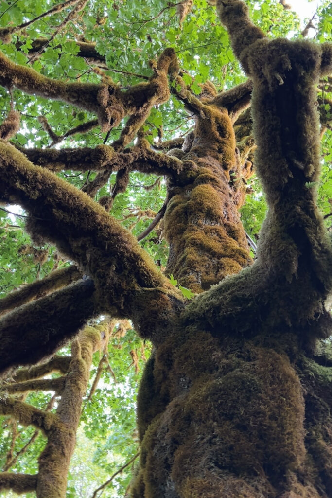Hoh River to Blue Glacier