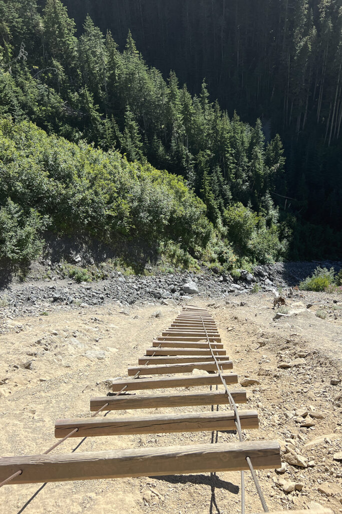 Hoh River to Blue Glacier