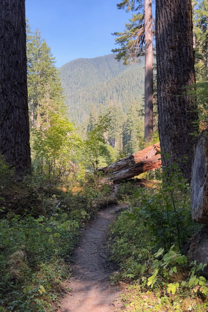 Hoh River to Blue Glacier