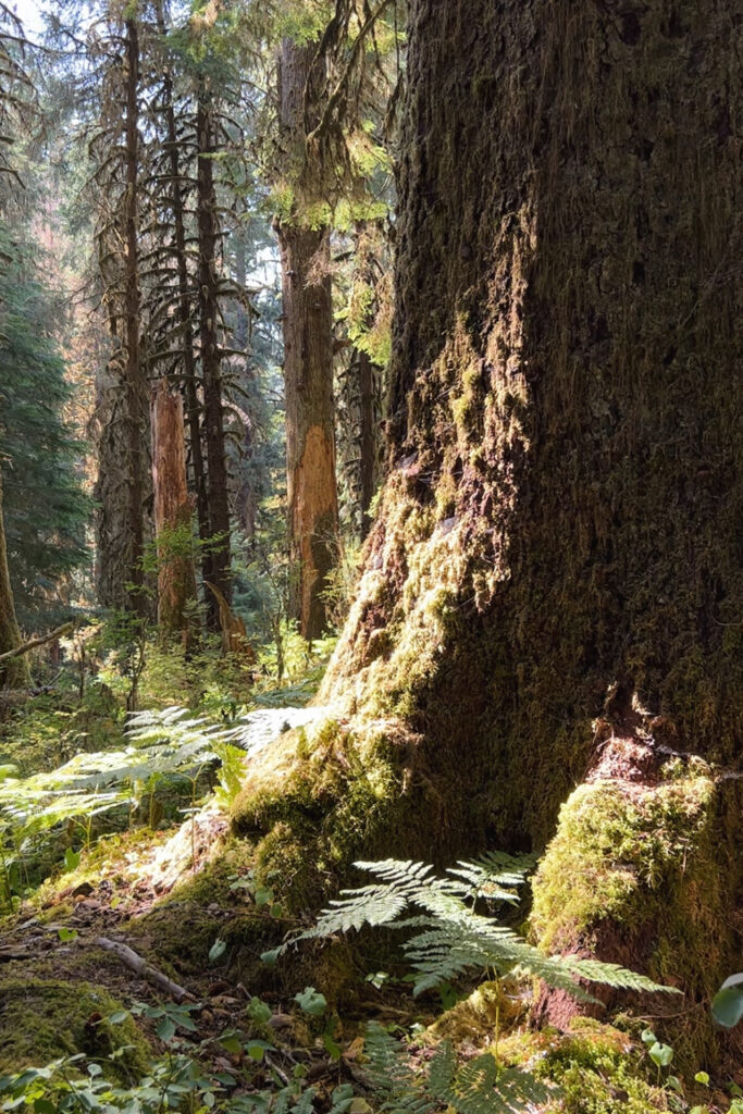 Hoh River to Blue Glacier