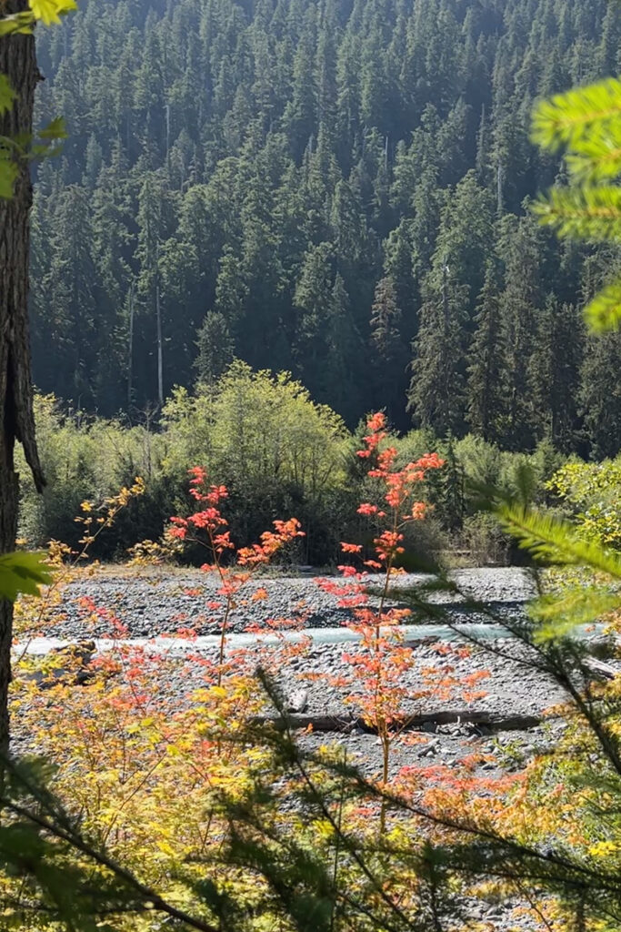 Hoh River to Blue Glacier