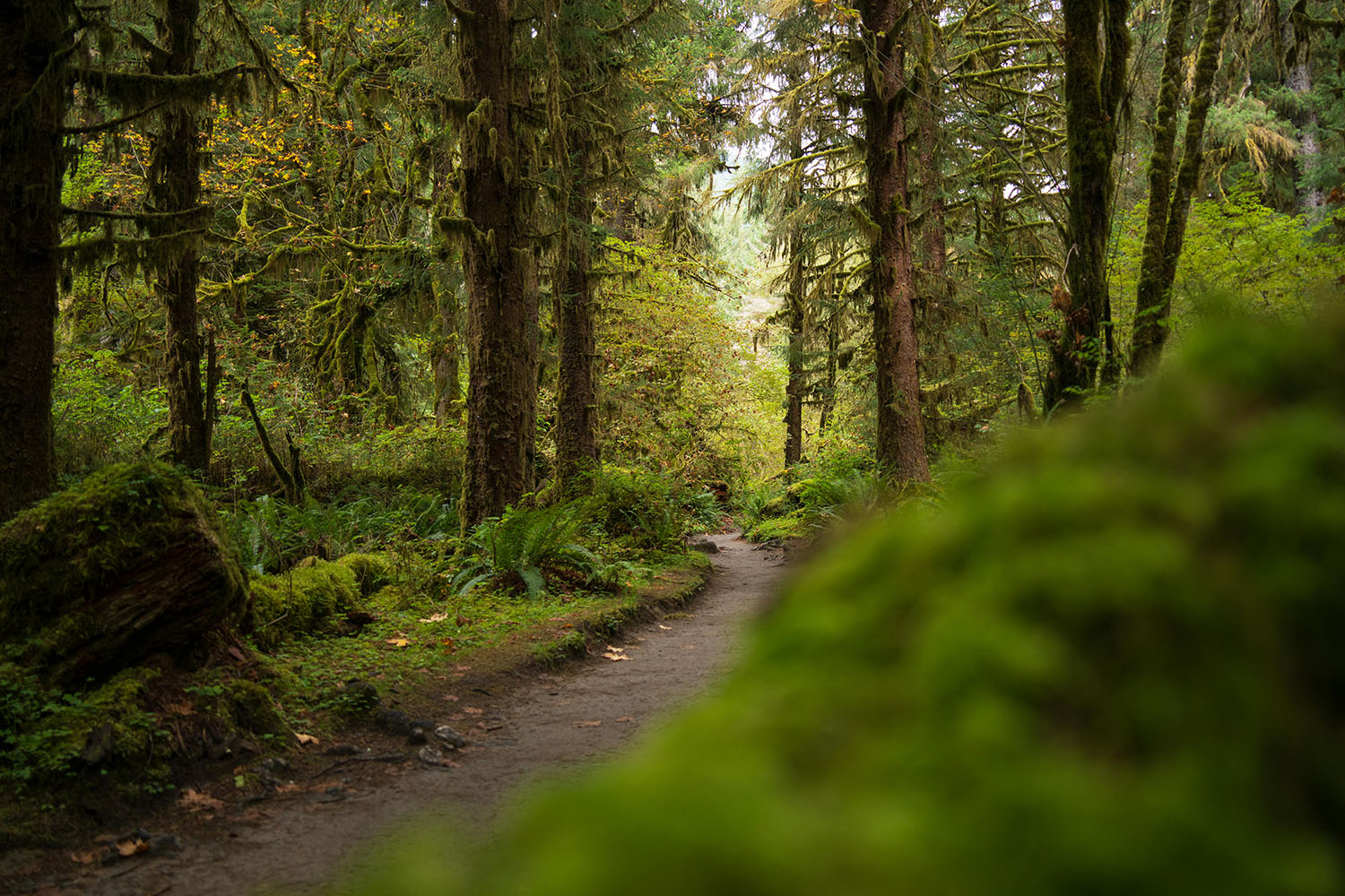 mount storm king trail ferns moss tall trees